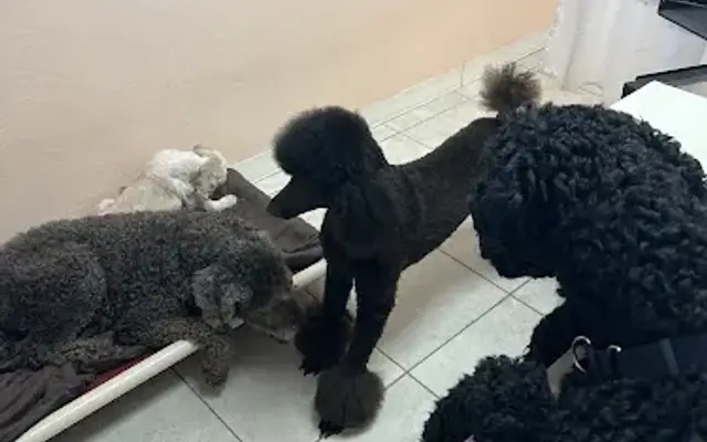 Diane's Pet Grooming LLC in Ormond Beach, FL