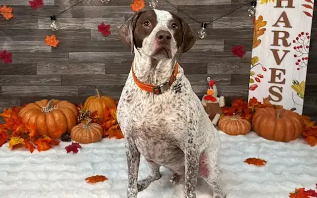 Nor Cal Pet Services Inc in Redding, CA