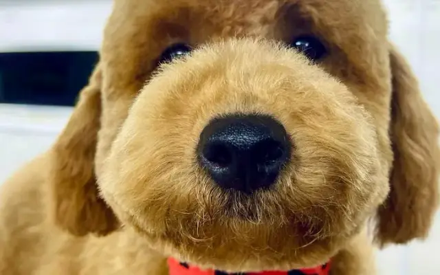 Landy Pet Grooming in Tiburon, CA