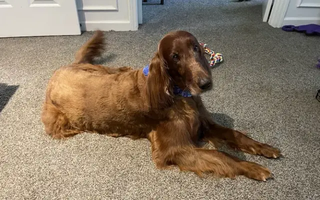 Fearless Pet Spa (Mobile Pet Grooming) in Kernersville, NC