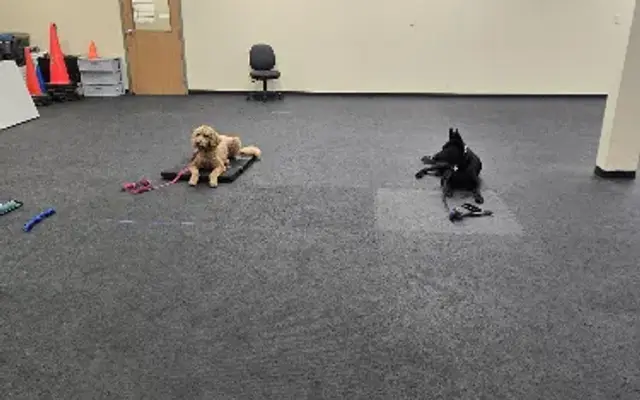 Sirius Strides Dog Training and Grooming in Highland Heights, OH