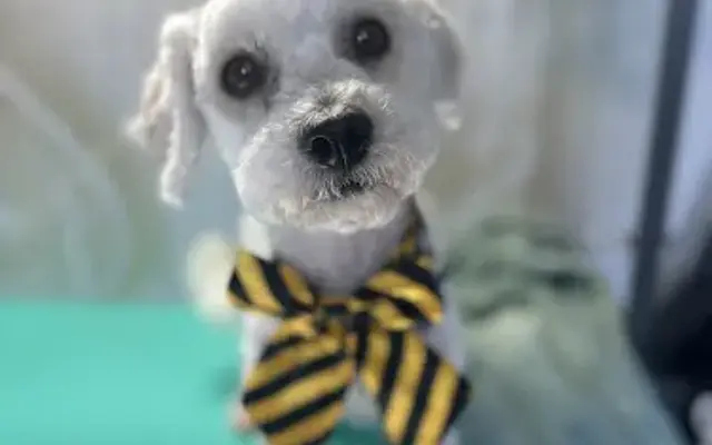 All Good Dogs Grooming in San Diego, CA
