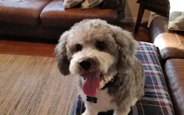 Top Hat and Tails Grooming in Westminster, MD