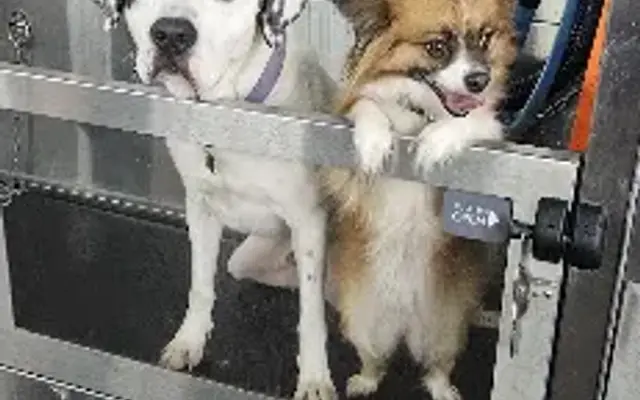 Muddy Mutts - Self Service Dog Wash in Cleveland, TN