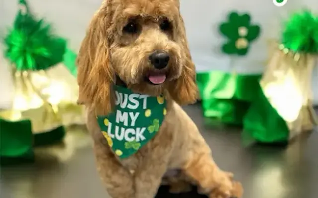 Shampooches Groomery of Denver in Denver, NC