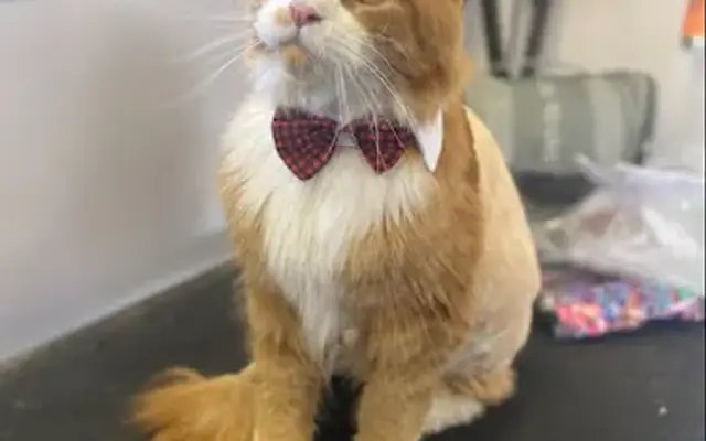 Ninja Paw Mobile Pet Grooming in Longmont, CO