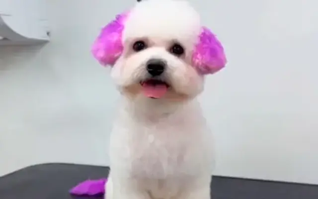 Ohana Wagging Tails in Kissimmee, FL