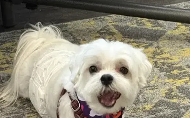 Zoomin Groomin in Austin, TX