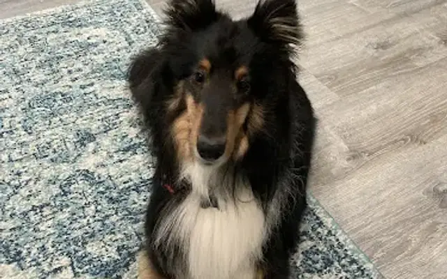 Boujee dog grooming in Ballston Spa, NY