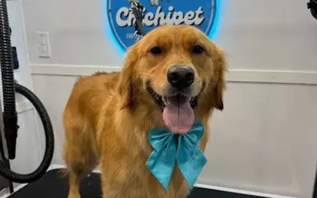 Chichipet in Hallandale Beach, FL