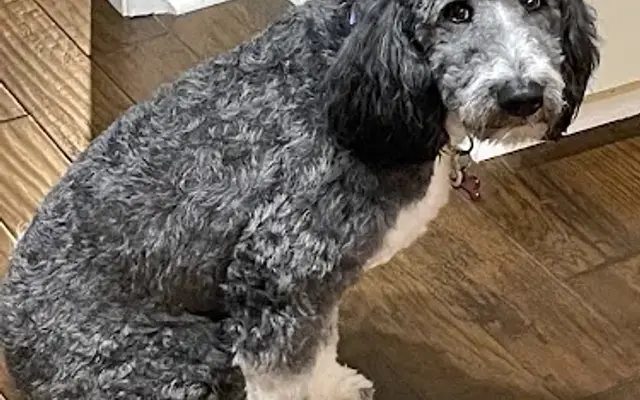 Critter Cuts Pet Grooming & Boarding in Pisgah Forest, NC