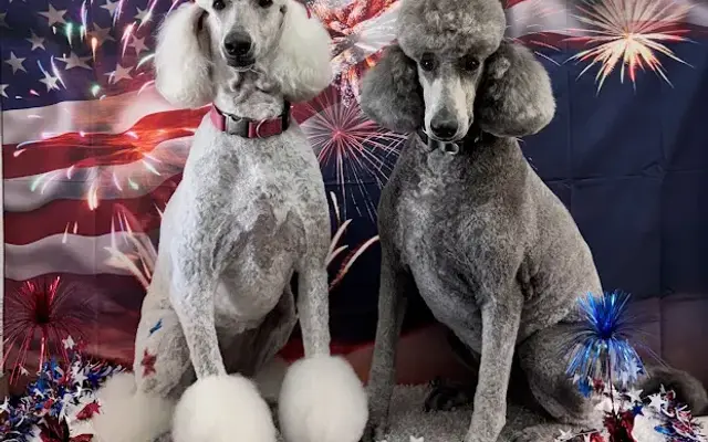 Pawlished Paws Mobile Grooming in Fresno, CA