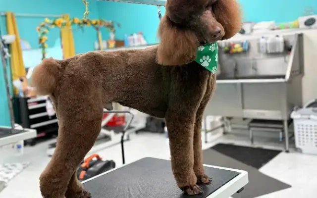 Yuppy Puppy Pet Salon in Wellington, FL