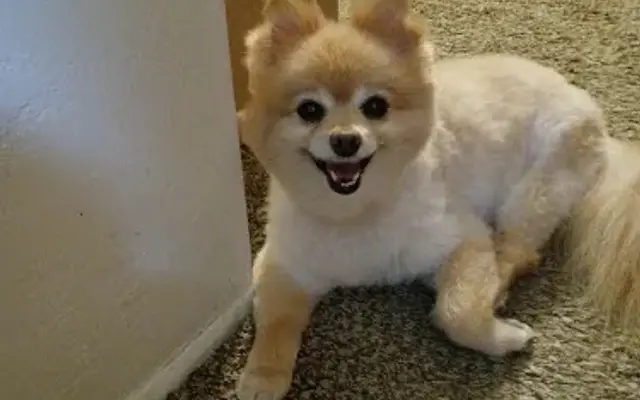 Adorable Dog Salon in Barstow, CA