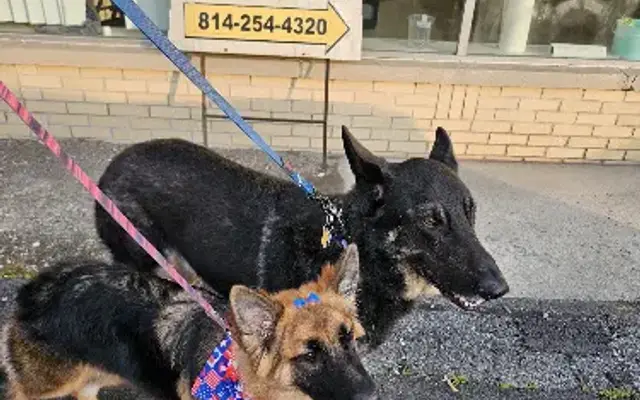 Dog Gone Grooming in Johnstown, PA