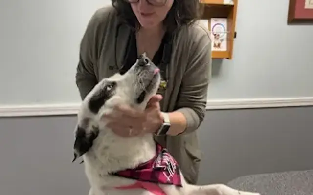 Monroe County Animal Hospital in Sweetwater, TN