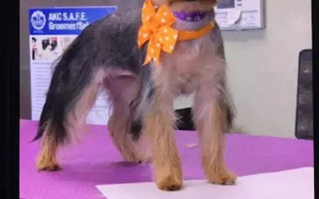 Pampered pets and paws in Corona, CA