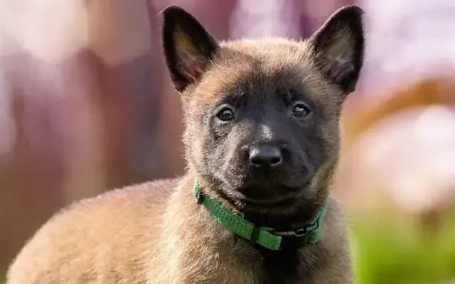 Adorable Pups Grooming in Citrus Heights, CA