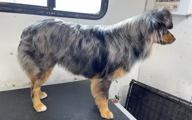 Top Paw Mobile Groom & Train in Sanger, TX