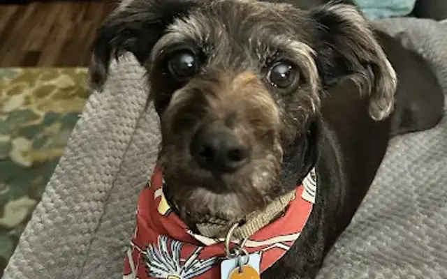 Paw-Paws Dog Grooming, LLC in Cut Off, LA