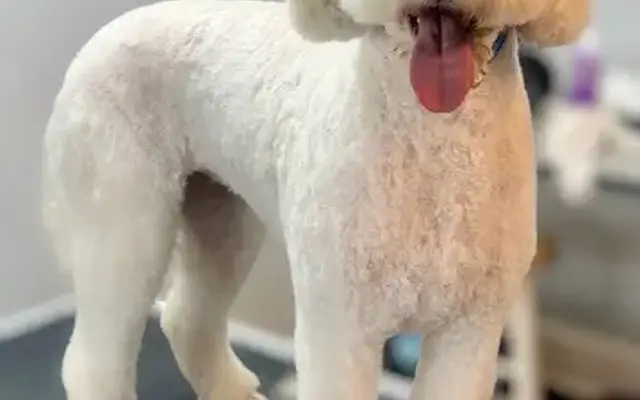 Nicole’s Home-based Pet Grooming in Dallas, NC