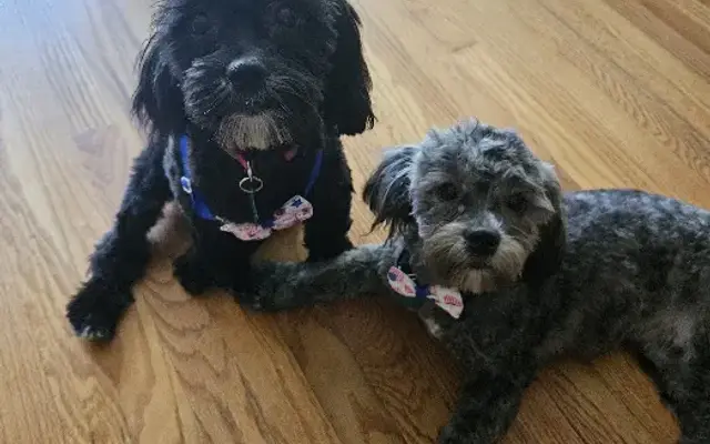 4 Paws Canalside Grooming in Macedon, NY