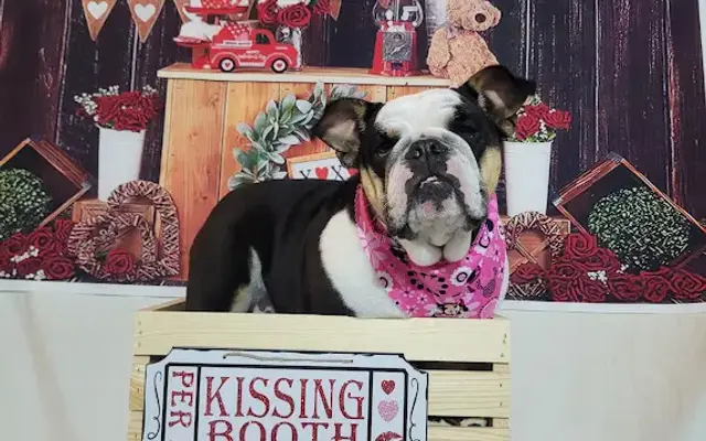 Beebes Bubbles Mobile Pet Grooming in Apple Valley, CA