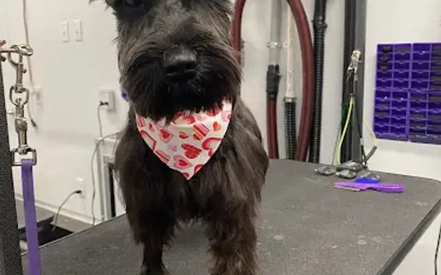 JTs Pet Spa in New Braunfels, TX