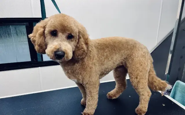 Bark n Brush Mobile Grooming in Lapeer, MI