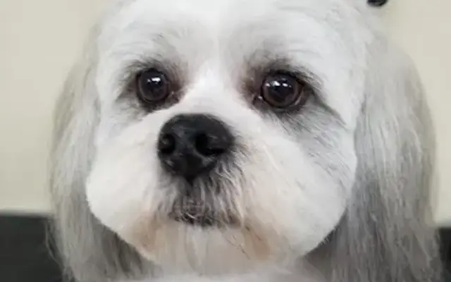 Beth's Ruff House Grooming in Hewitt, TX