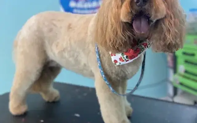 Hippie dawgs grooming in Buckner, KY
