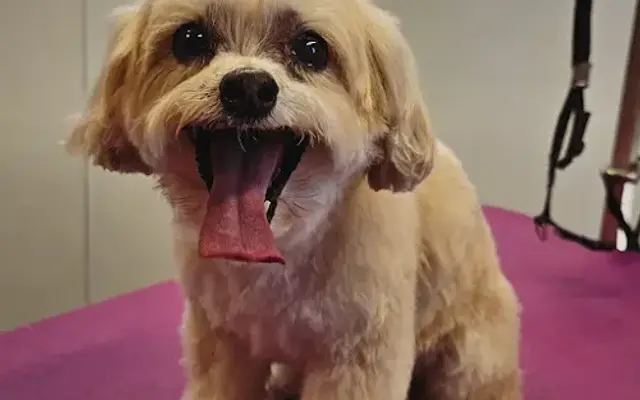 Paws Are Family Grooming in Oceanside, CA