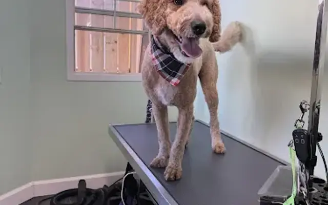 Bark Street Grooming in New Martinsville, WV