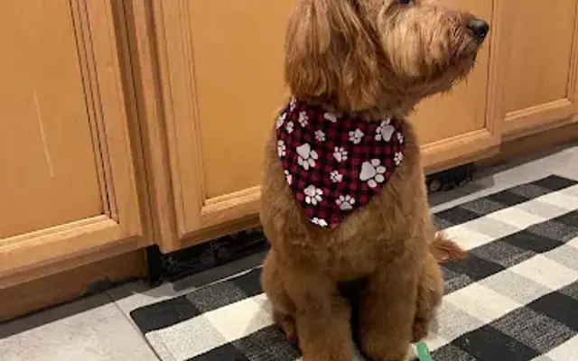 Valentine's Pet Grooming in Hartville, OH
