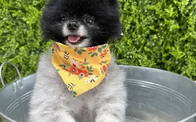 Barkley's Dog grooming & Self Serve Dog Wash in Shawnee, OK