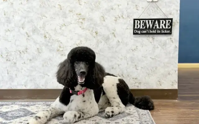 Pristine Paws Grooming Salon in San Luis Obispo, CA