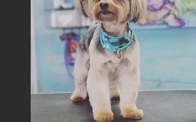 Ruff Country Dog Grooming in Ontario, CA