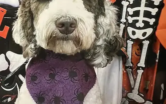 Pets First Grooming in Chino Valley, AZ