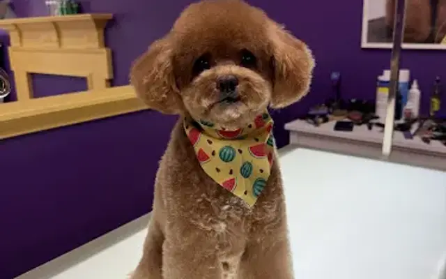Universal Grooming in Smyrna, GA