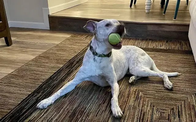 McDonald's Kennels in Silverdale, WA