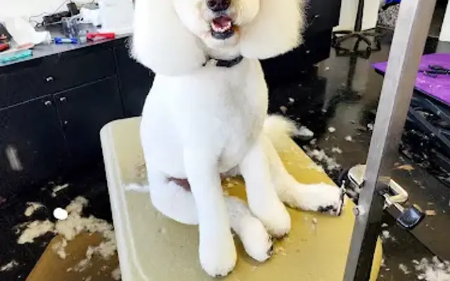 High Country Grooming in Zionville, NC