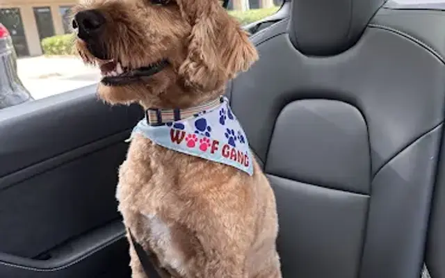 Woof Gang Bakery & Grooming Shallowford in Roswell, GA