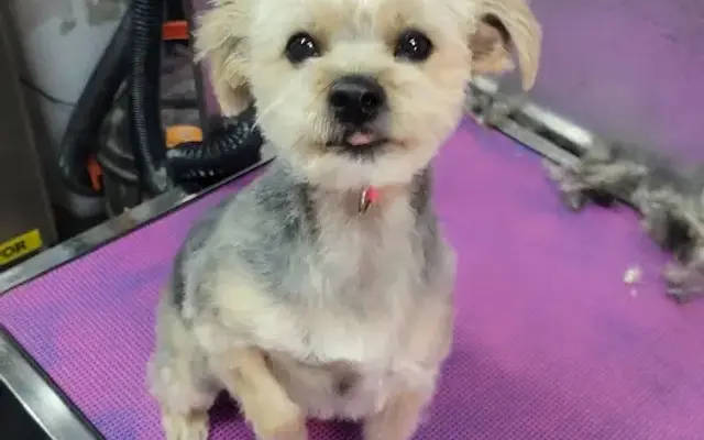Pawsitively Pretty Pups in Summerville, SC