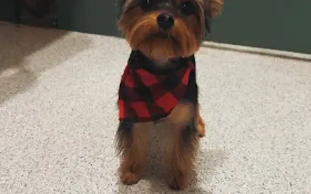 Southern Bell Pet Grooming in Daisy, GA