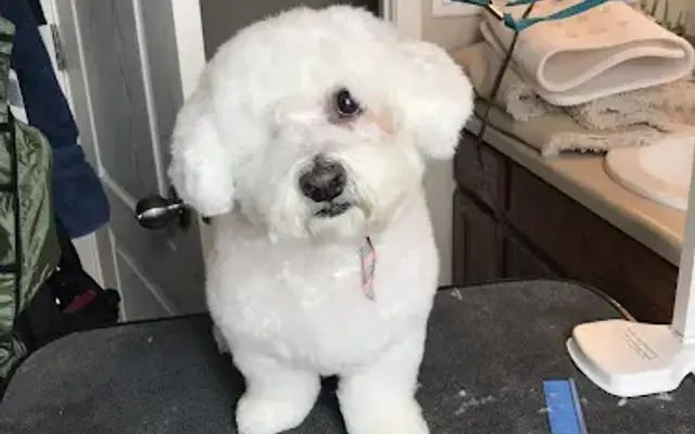 Monumental Grooming in Peyton, CO