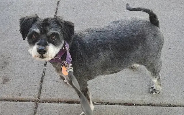 Hudson Pet Grooming in Hudson, WI