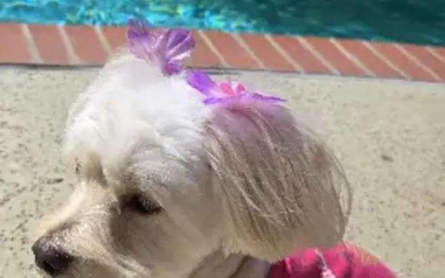 Precious Paws & Claws Pet Salon in La Puente, CA