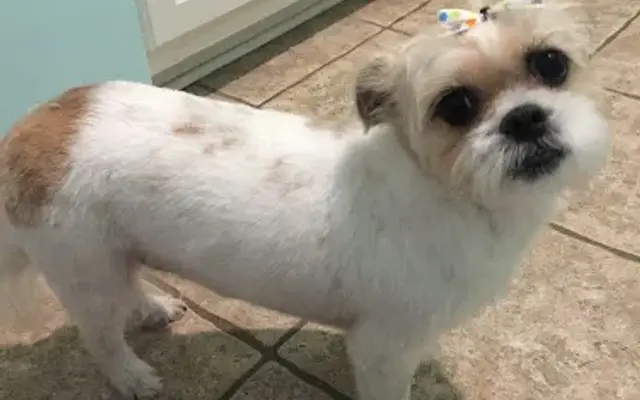 Groomer on the Go in Columbus, MS