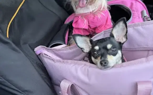 Waggin’ Tails Pampered Pet Salon ~ Pet Groomer in Bronx, NY