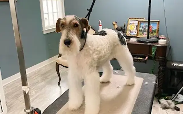 That Dashing Dog in Chappaqua, NY